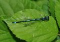 Coenagrion pulchellum